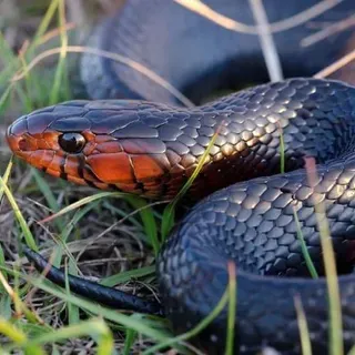 thumbnail for publication: Wildlife of Florida Factsheet: Eastern Indigo Snake